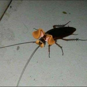 Meet your Posher, Ty